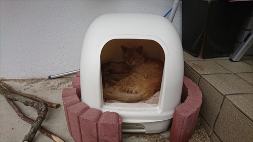 21日・トラが住みついちゃった・・・